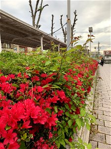 Flowers in Higashikurume-shi