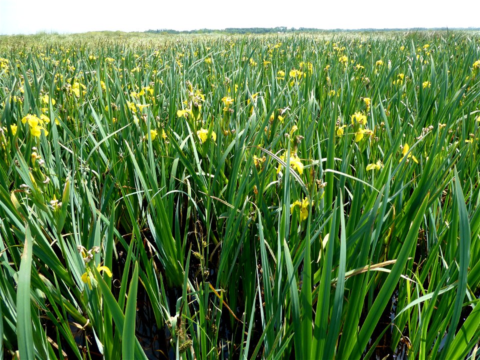 Iris pseudacorus L., 1753