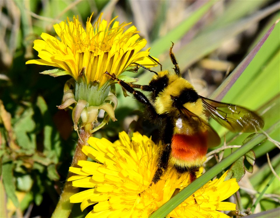 Hunt's bumble bee (Bombus huntii) on Seedskadee National Wildlife Refuge