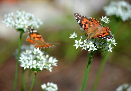 Two ladies photo