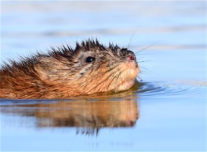 Muskrat at Seedskadee National Wildlife Refuge Wyoming photo