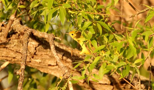 Female Yellow Warbler Huron Wetland Management District photo
