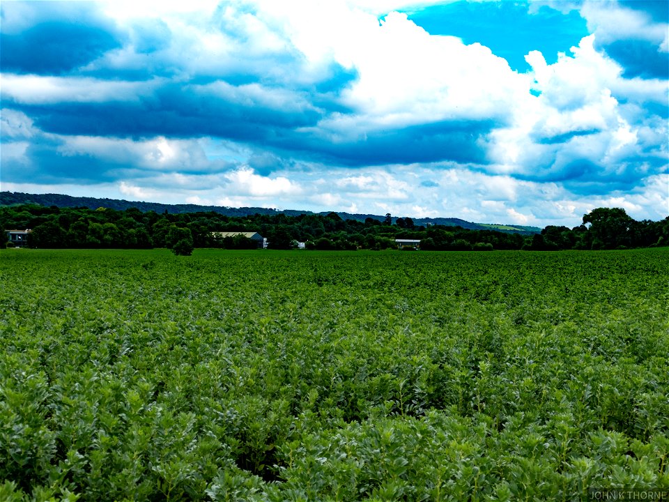 Acres and Acres of Broad Beans