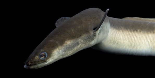 American Eel (Anguilla rostrata)