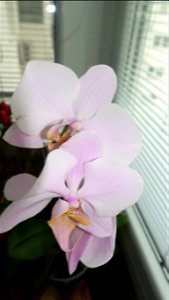 orchids-兰花_2023_0224_170544 photo