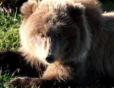Bear 132 Cub Fat Photo photo