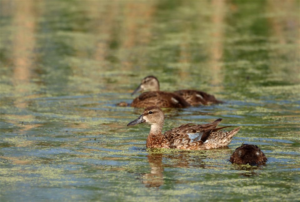 Blue-winged Teal Brood, Huron Wetland Management District South Dakota photo