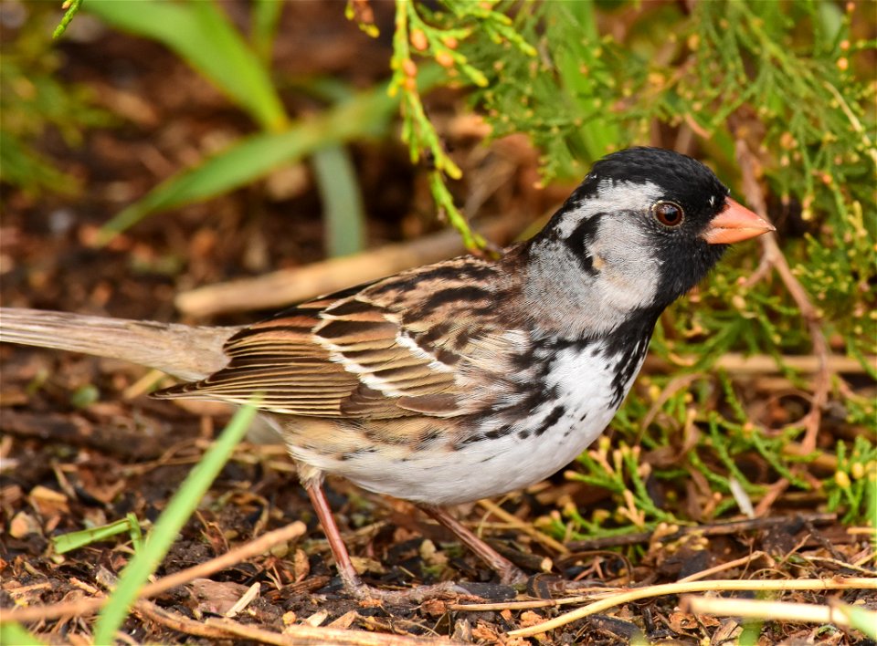 Harris's Sparrow at Seedskadee National Wildlife Refuge