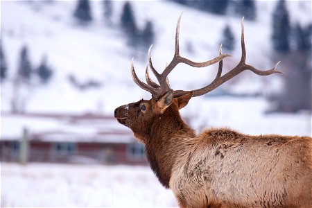 Elk on the National Elk Refuge