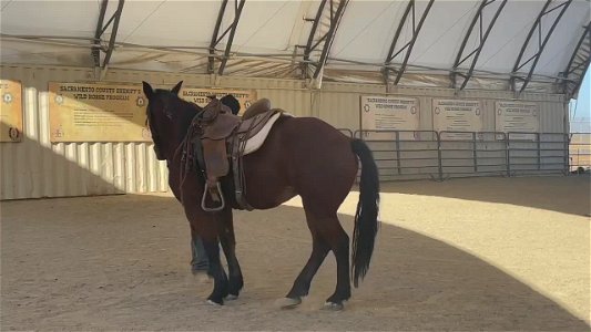 Cora Video (1)