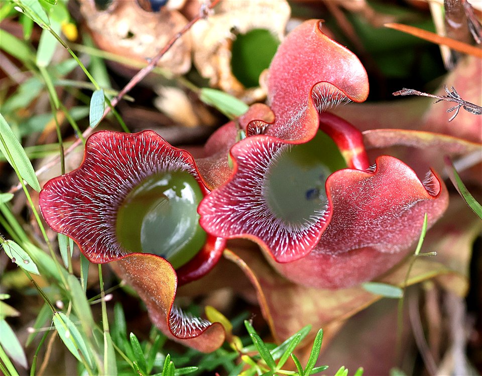 NC 25 - PURPLE PITCHER PLANT (Sarracenia purpurea) (05-20-2023) green swamp ecological area, brunswick co, nc -02