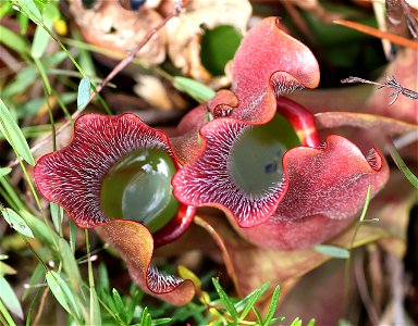 NC 25 - PURPLE PITCHER PLANT (Sarracenia purpurea) (05-20-2023) green swamp ecological area, brunswick co, nc -02