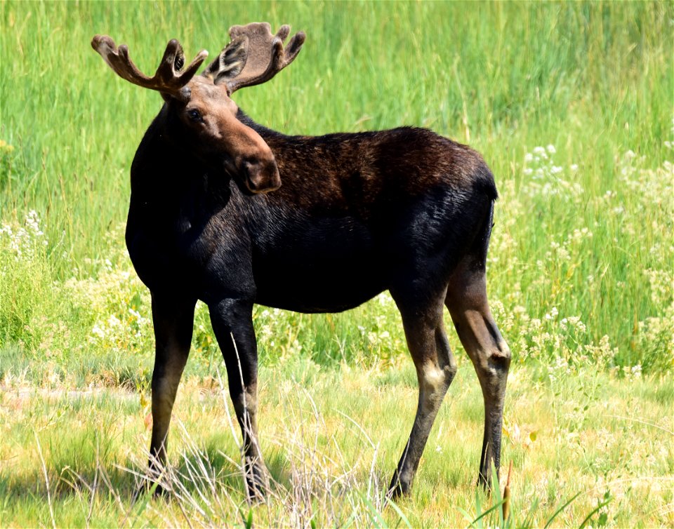 Moose at Seedskadee National Wildlife Refuge photo