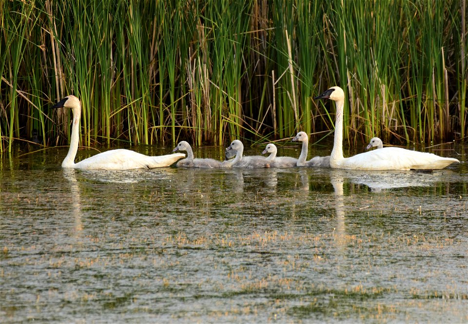 Trumpeter swan at Seedskadee National Wildlife Refuge