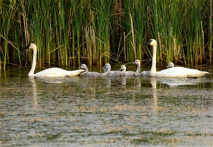 Trumpeter swan at Seedskadee National Wildlife Refuge