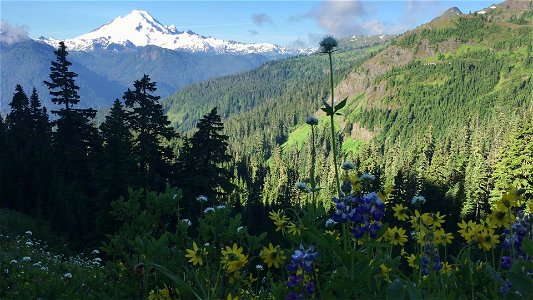 Mt. Baker from Yellow Aster Butte Trail