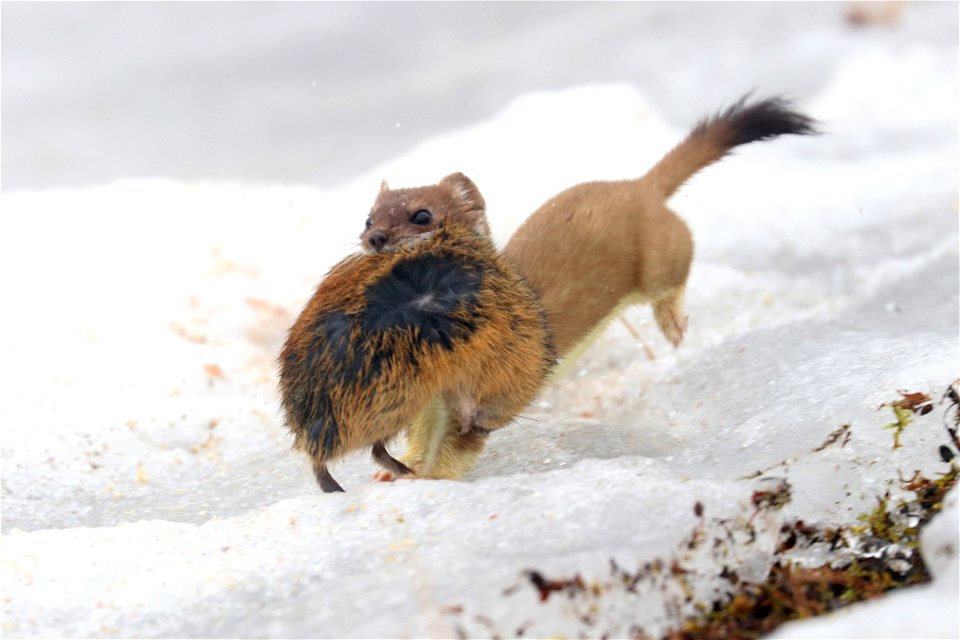 Ermine and lemming