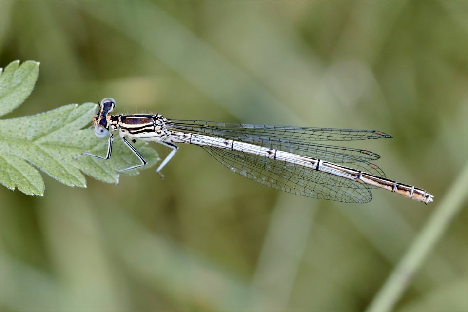 A Platycnemis from Dumitru Rascanu Park, Chisinau