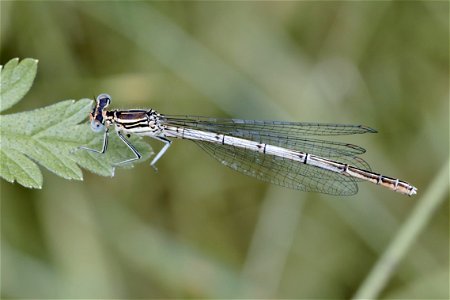A Platycnemis from Dumitru Rascanu Park, Chisinau
