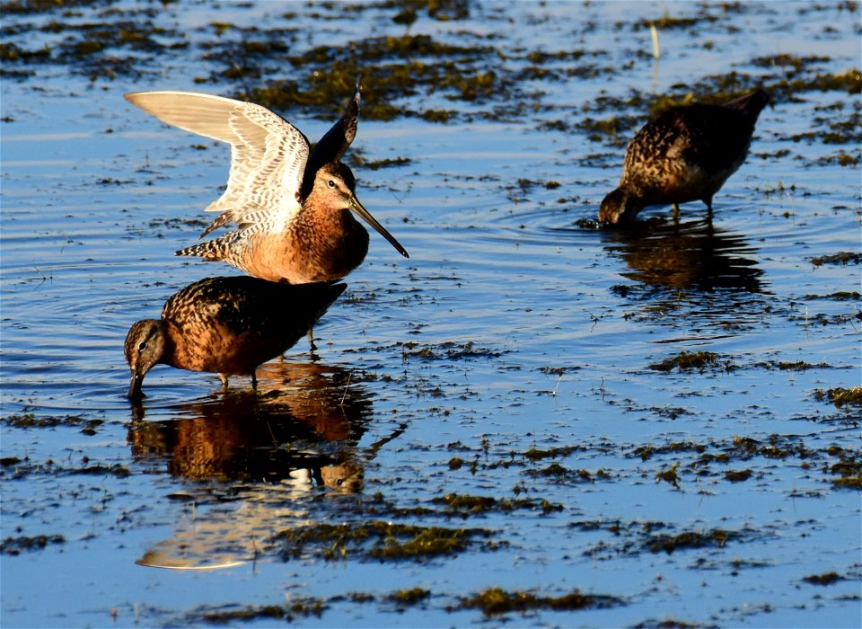 Long-billed dowitcher at Seedskadee National Wildlife Refuge Wyoming