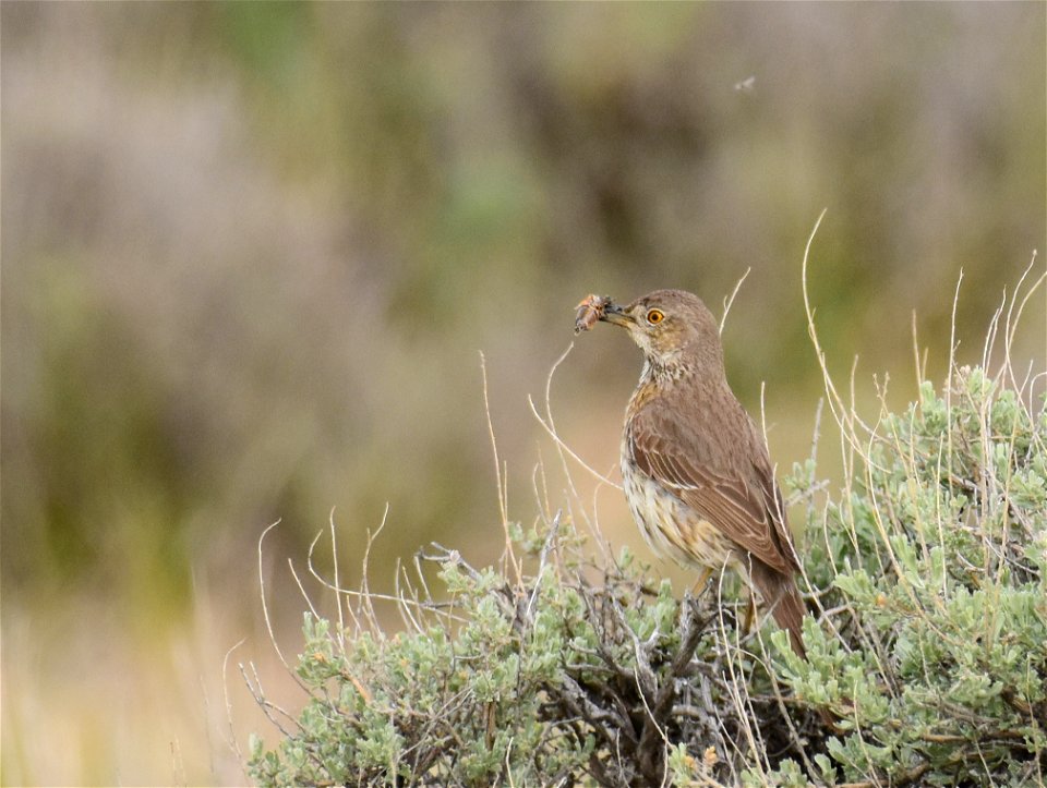 Sage thrasher at Seedskadee National Wildlife Refuge