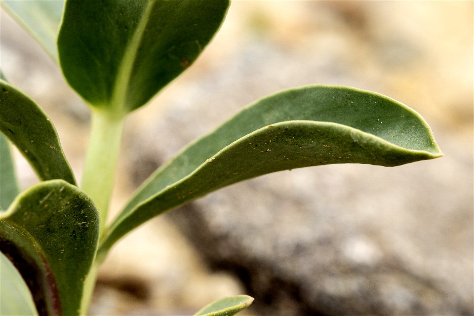Penstemon  nitidus