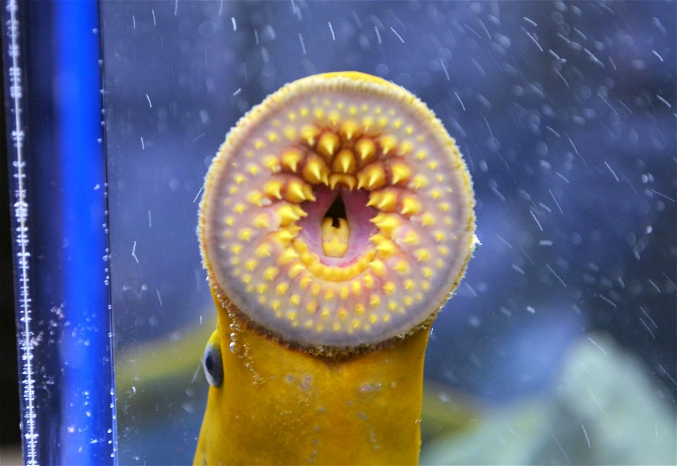 Duluth Boat Show - Sea Lamprey Booth