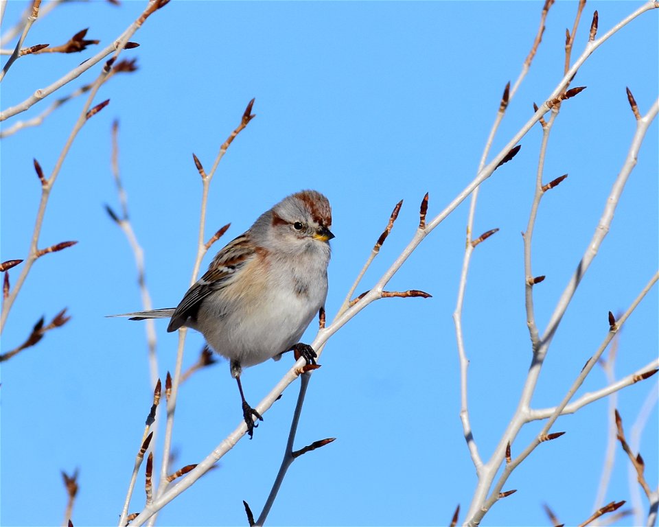 American treee sparrow at Seedskadee National Wildlife Refuge