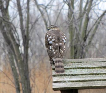 Sharp-shinned Hawk