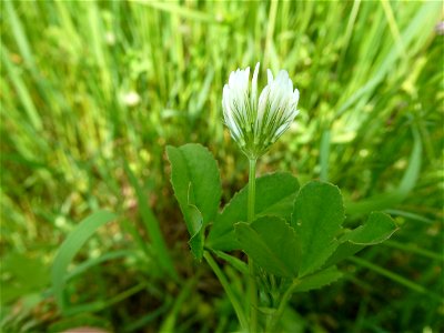 Trifolium michelianum Savi, 1798