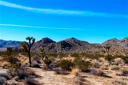 Joshua Tree National Park