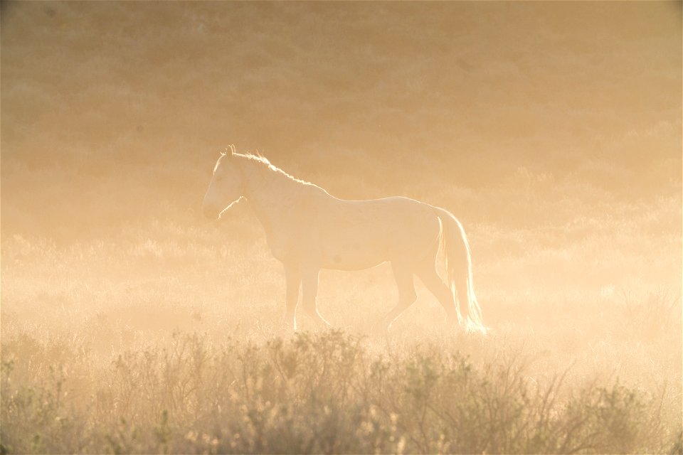 Wild Horses on the Buckhorn Byway