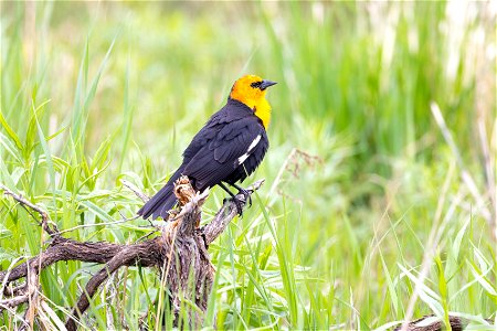 Yellow-headed blackbird (Xanthocephalus xanthocephalus) near Floating Island Lake