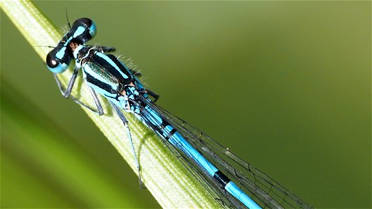 Coenagrion puella (Hufeisen-Azurjungfer) - Männchen