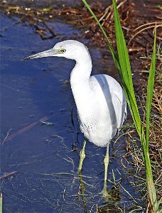 189 - LITTLE BLUE HERON (02-18-2023) world birding center, south padre island, cameron co, tx -02