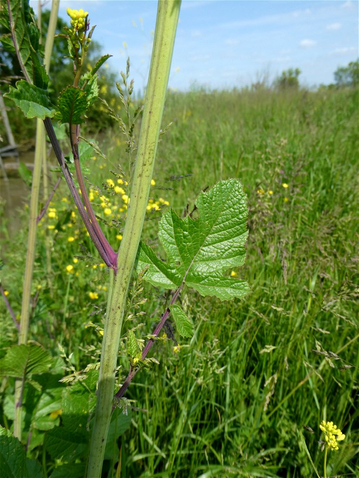 Brassica nigra (L.) W.D.J.Koch, 1833