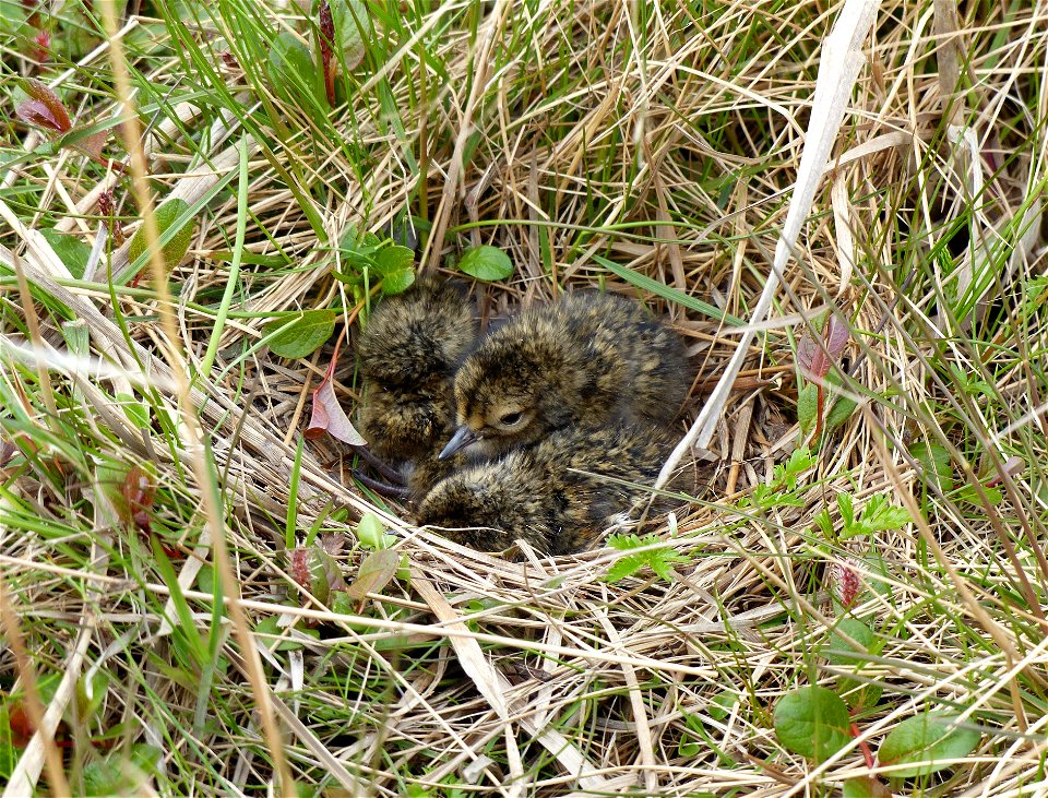 Black Turnstone chicks in nest photo