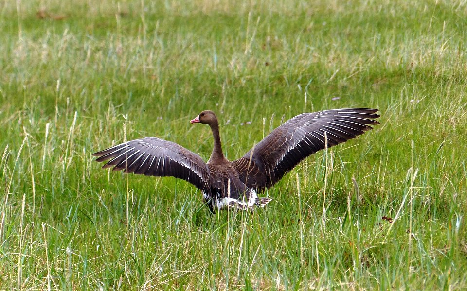 Greater White-fronted Goose