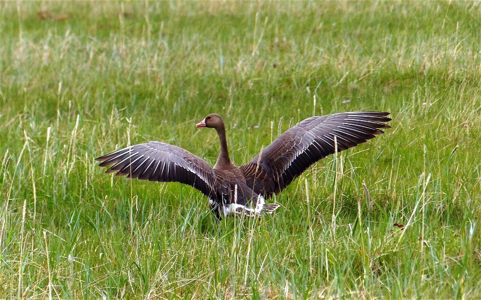 Greater White-fronted Goose photo