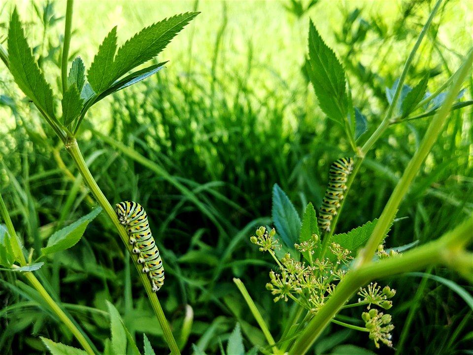 Black swallowtail caterpillars