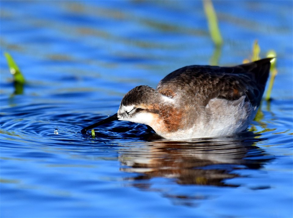 Wilson's phalarope at Seedskadee National Wildlife Refuge