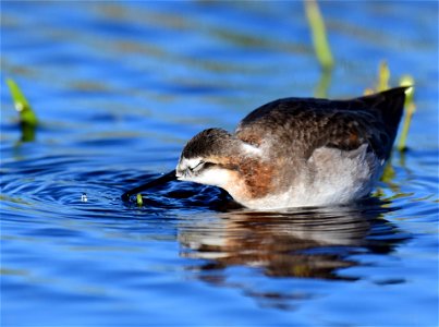 Wilson's phalarope at Seedskadee National Wildlife Refuge
