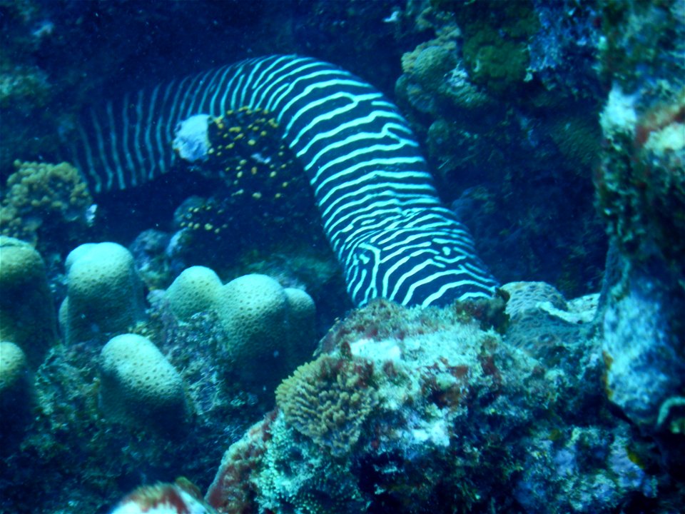 Gymnomuraena zebra 1