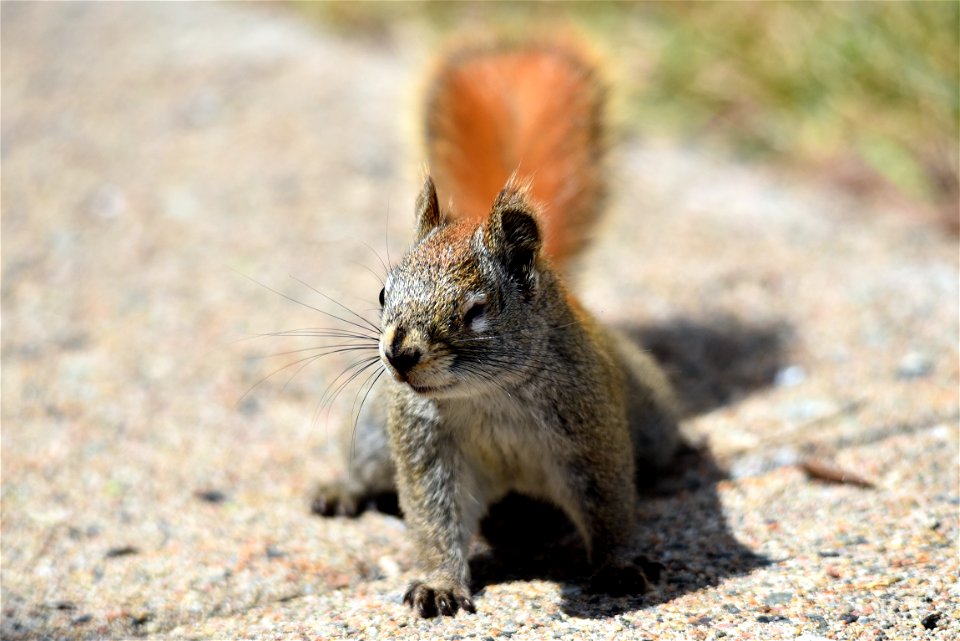 One-eyed red squirrel