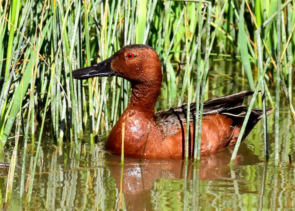 Cinnamon teal at Seedskadee National Wildlife Refuge