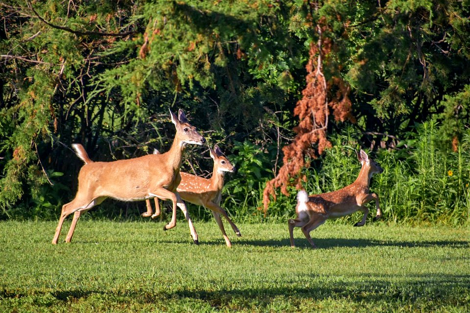 White-tailed Deer Lake Andes Wetland Management District South Dakota