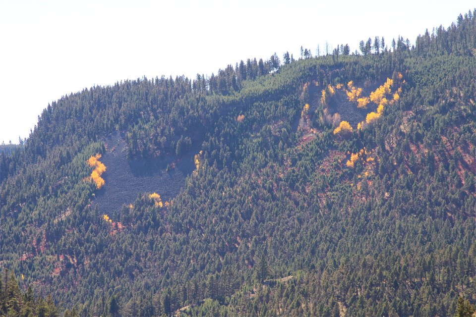Aspens on Bunsen Peak