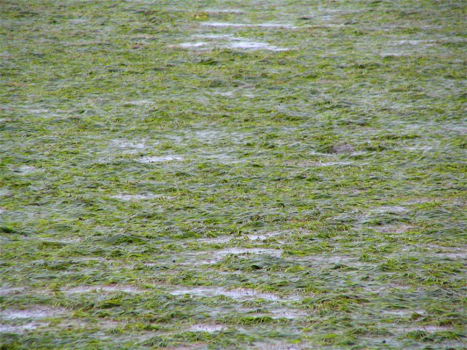 Eelgrass in Kinzarof Lagoon