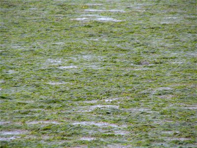 Eelgrass in Kinzarof Lagoon photo