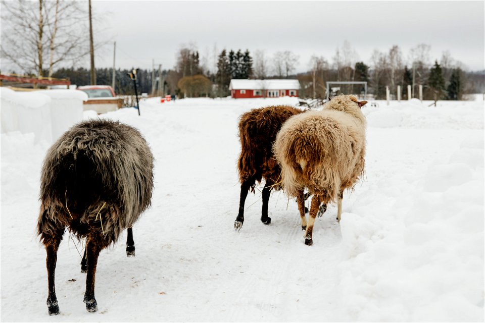 Turengin ratsastuskoulu, Janakkala photo